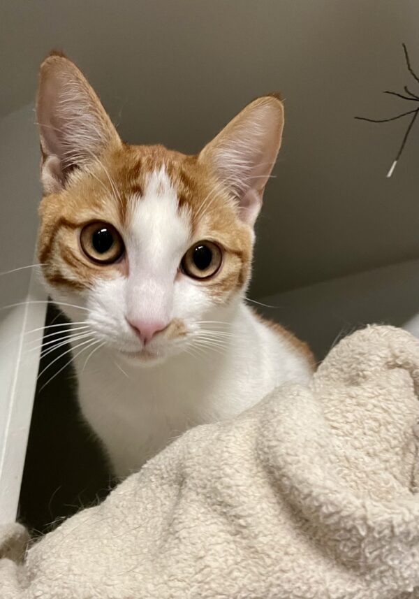 Flaco - affectionate and cuddly ginger kitten - Image 2