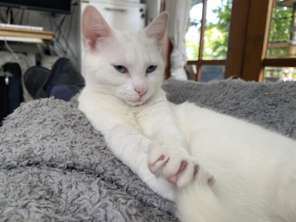 Nix - snuggly little love bug - Image 2