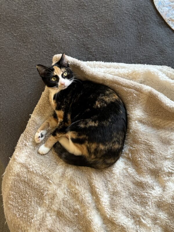 Jenni - curious and affectionate kitten - Image 3