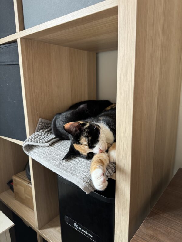 Jenni - curious and affectionate kitten - Image 2