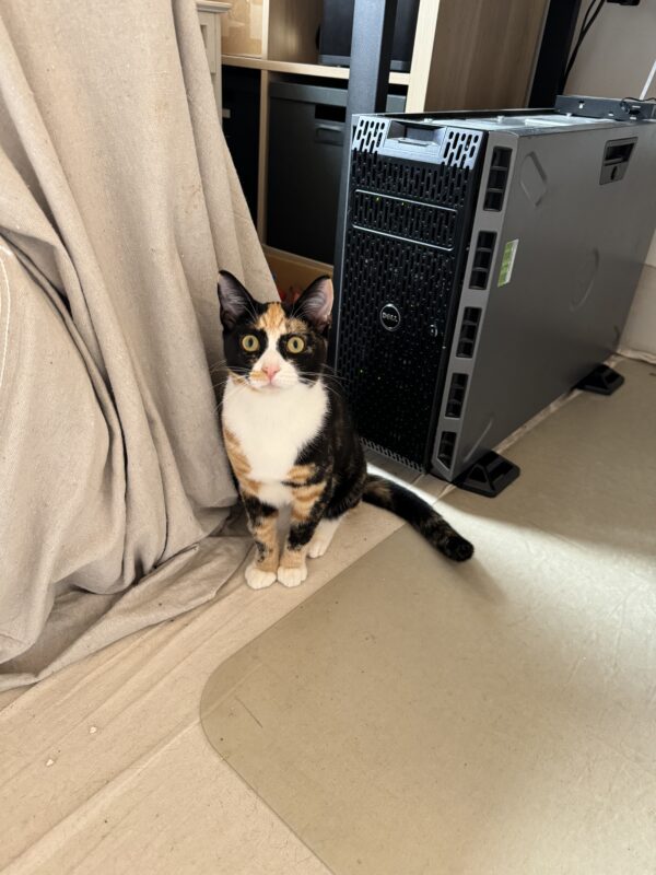 Jenni - curious and affectionate kitten - Image 4