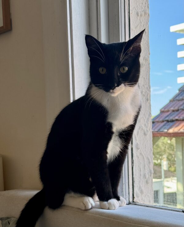 Domino - inquisitive and cuddly kitten