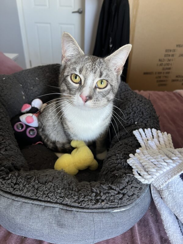 Simba - playful and energetic - Image 2