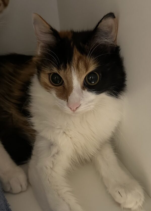 Jitterbug - sweet calico kitten - Image 2