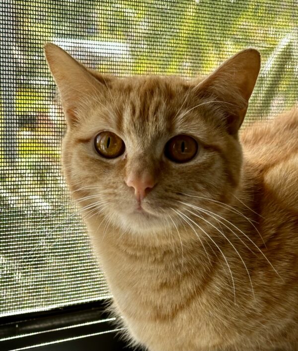 Willa - resilient girl