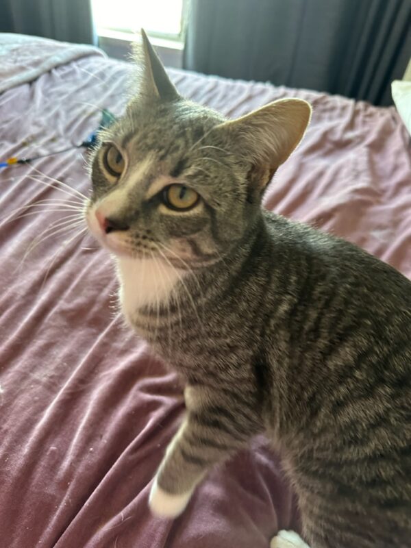 Simba - playful and energetic - Image 3
