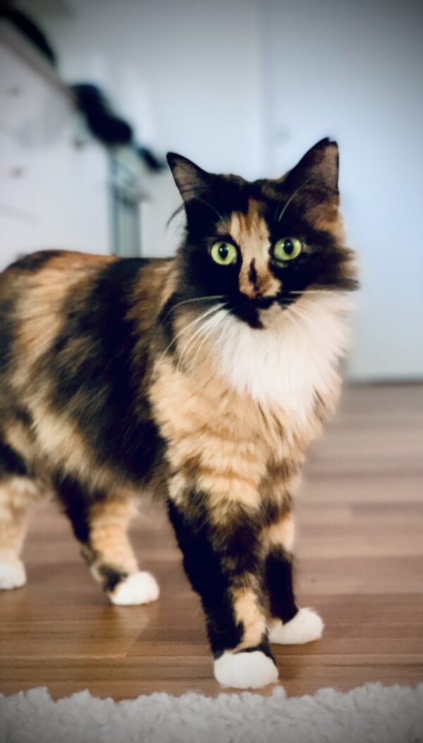 Sara - shy lap cat - Image 5