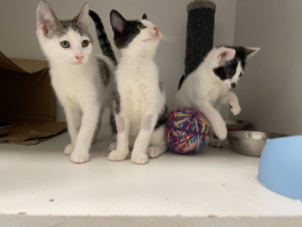 Newt - super playful and energetic kitten - Image 2