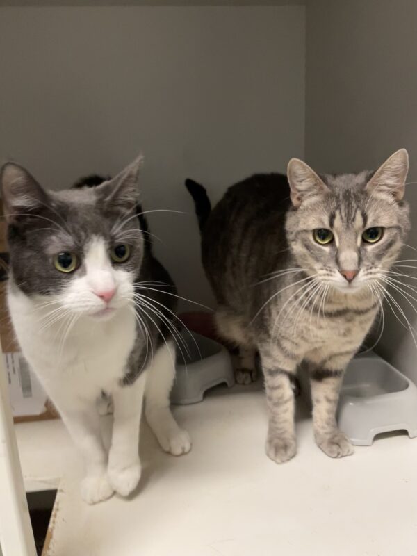 Dorian and Sterling - lovable grey boys - Image 2