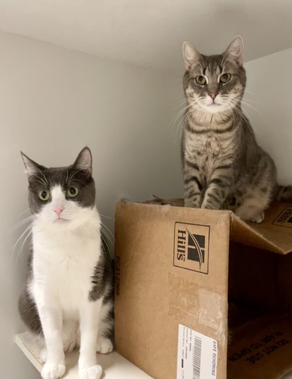 Dorian and Sterling - lovable grey boys - Image 3