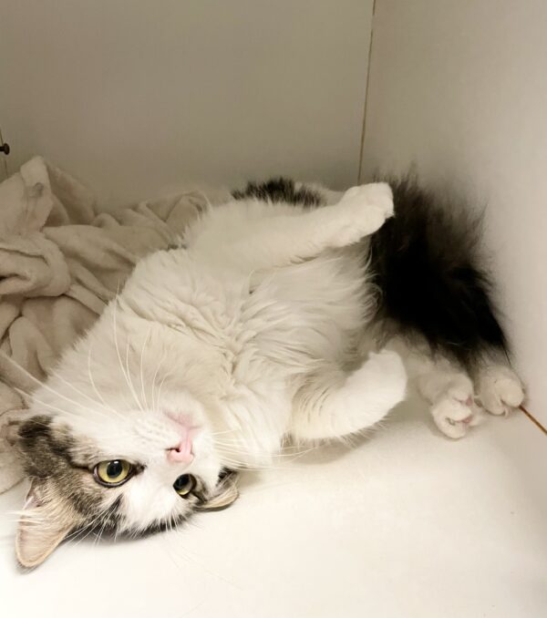 Little One - gentle and playful - Image 2