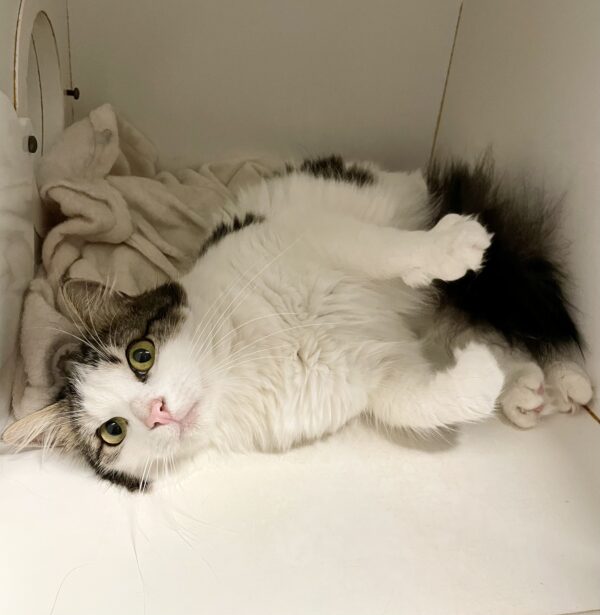 Little One - gentle and playful - Image 3
