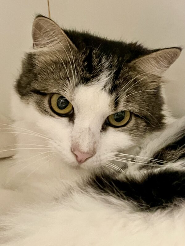 Little One - gentle and playful - Image 4