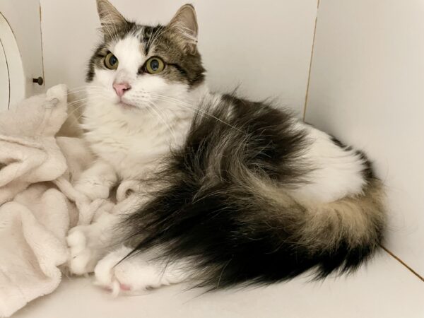 Little One - gentle and playful - Image 5