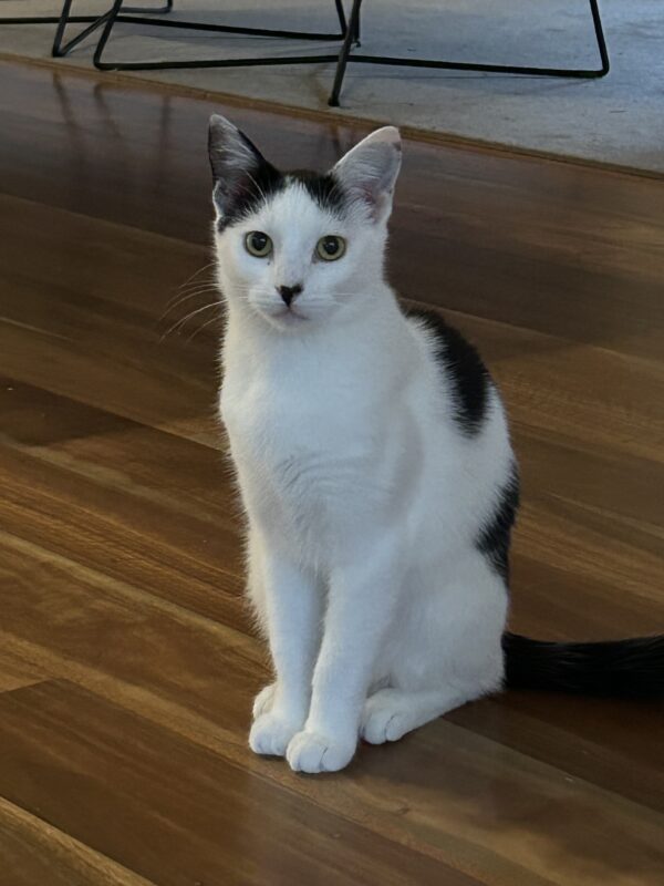 Kobe - energetic and affectionate young girl