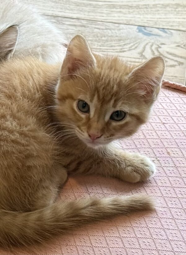 Chandler - energetic and playful boy - Image 3