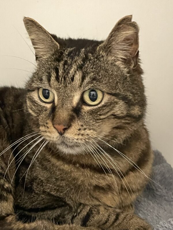 Robbie - big heart and gentle personality