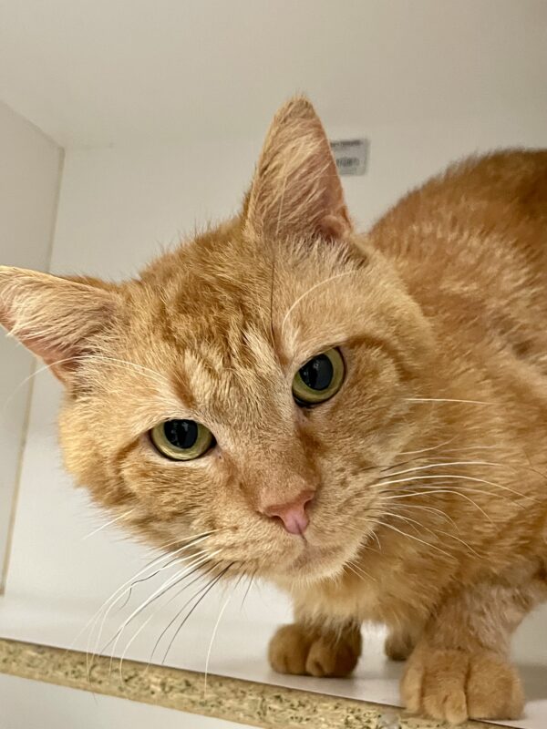 Clyde - sweet boy in need of a gentle home - Image 2