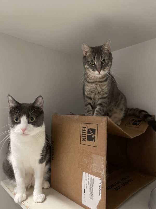 Dorian and Sterling - lovable grey boys