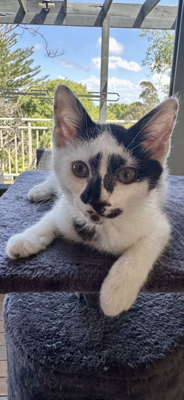 Clooney - charming kitten