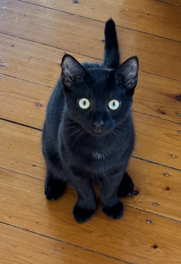 Harry - shy curious and playful - Image 2