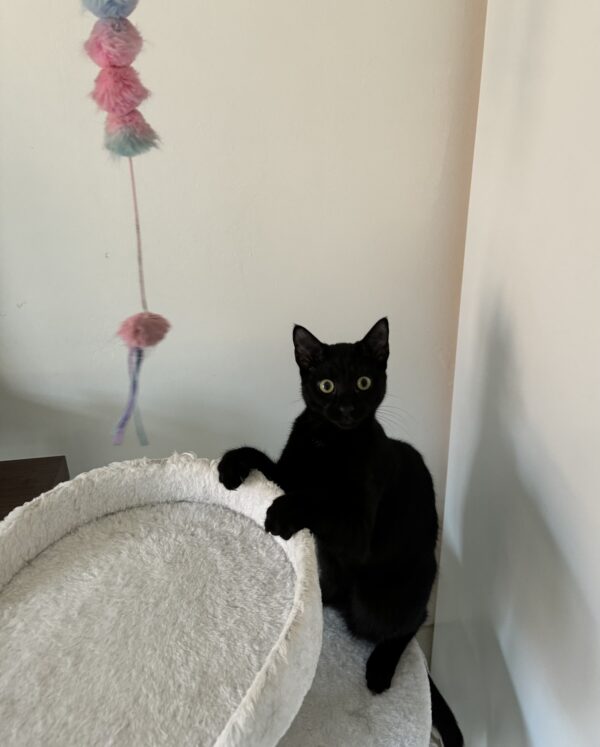 Harry - shy curious and playful - Image 3
