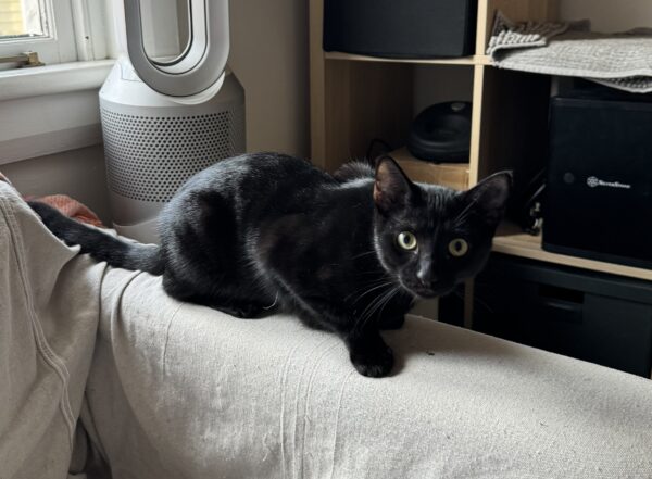Harry - shy curious and playful