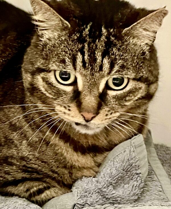 Robbie - big heart and gentle personality - Image 4