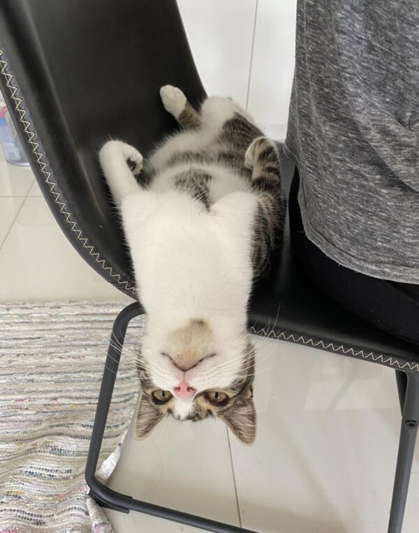 Akira - master of hide and seek - Image 2
