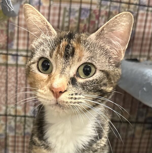 Vera - gentle and easy going mum