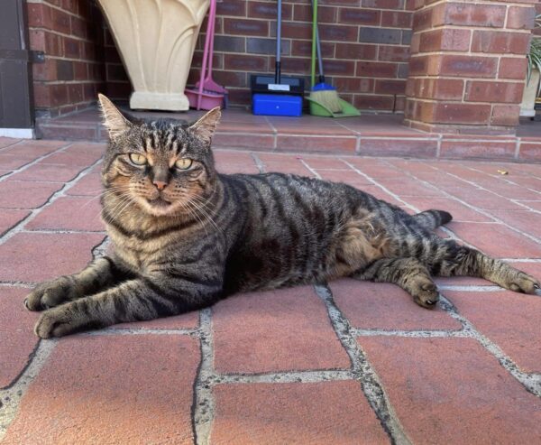 Robbie - big heart and gentle personality - Image 3