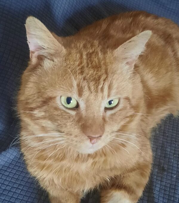 Clyde - sweet boy in need of a gentle home