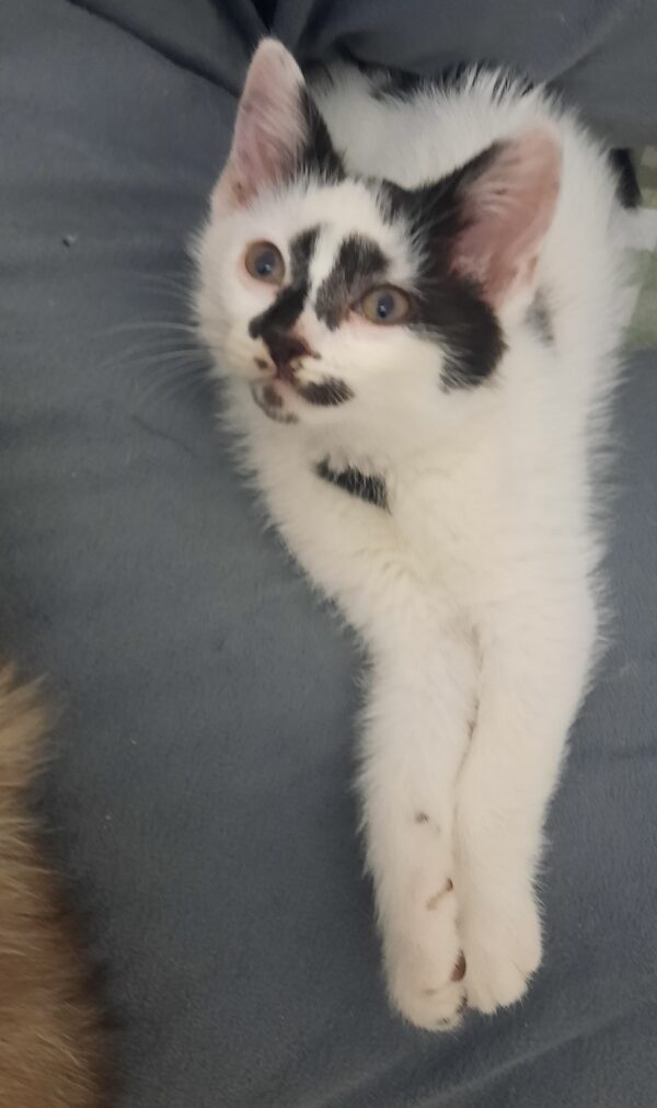 Clooney - charming kitten - Image 3