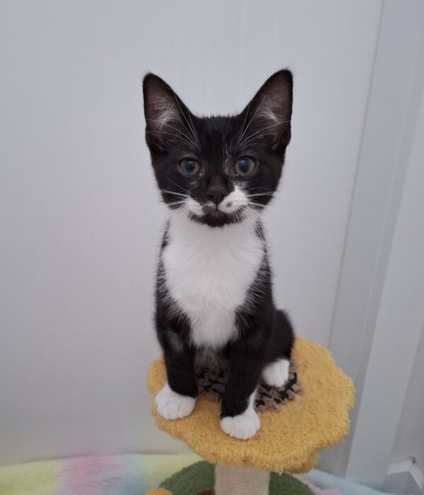 Ralph - a curious and playful spirit - Image 2