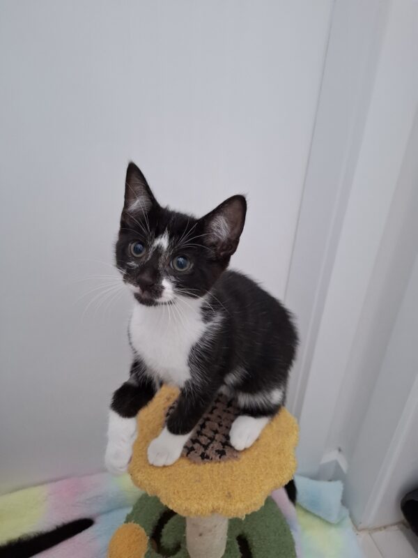Alan - a friendly little companion - Image 3