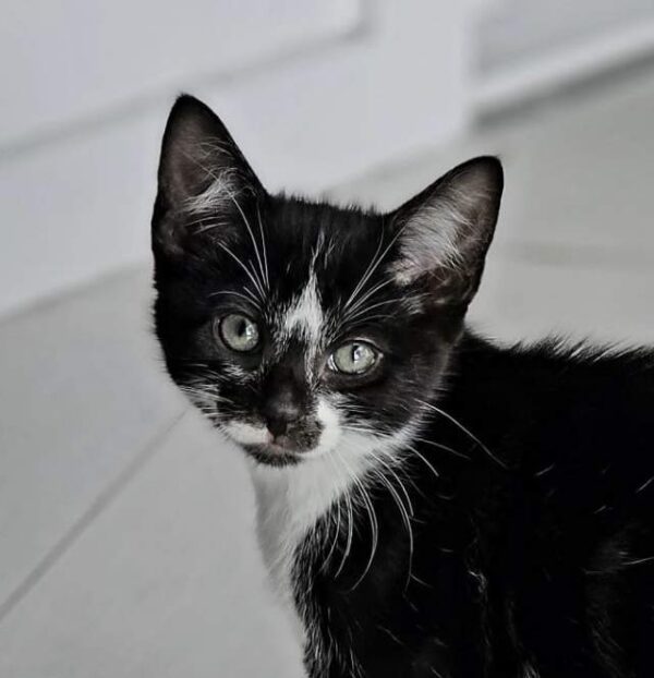 Alan - a friendly little companion