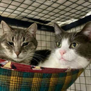 Dorian and Sterling - gentle brothers