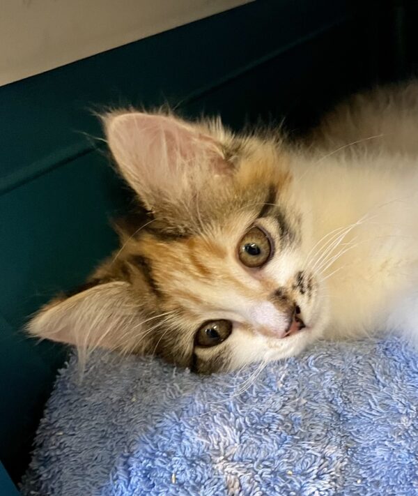 Eliza - sweet and curious