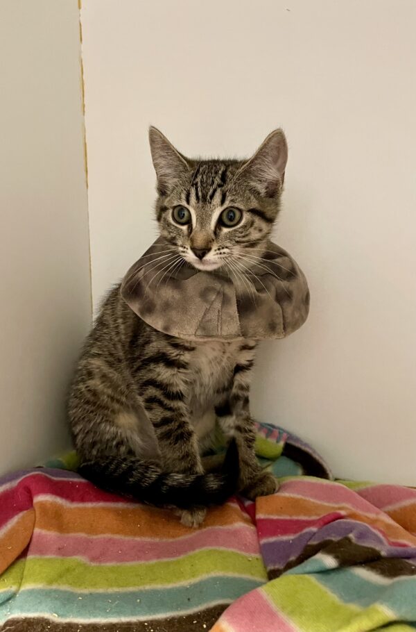 Tango - sweet curious kitten - Image 2