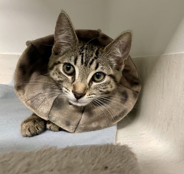 Tango - sweet curious kitten - Image 3