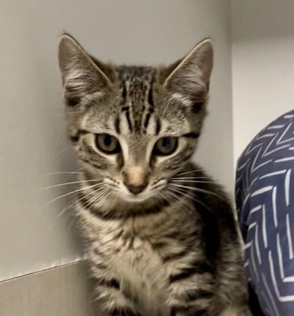 Tango - sweet curious kitten