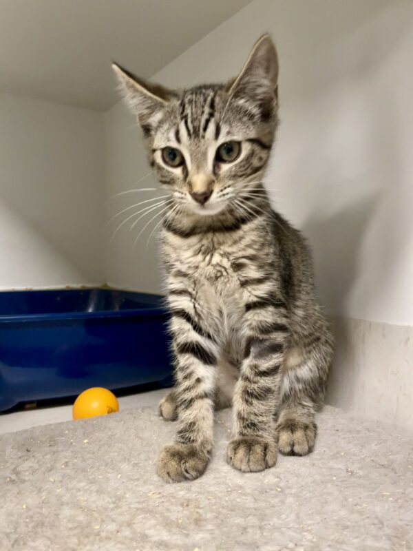 Tango - sweet curious kitten - Image 4