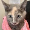 Papillon - sweet kitten