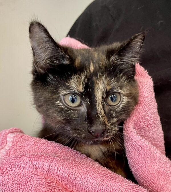 Sammie - delightful kitten