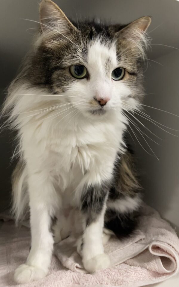 Polly - affectionate and resilient - Image 2