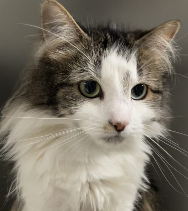 Polly - affectionate and resilient