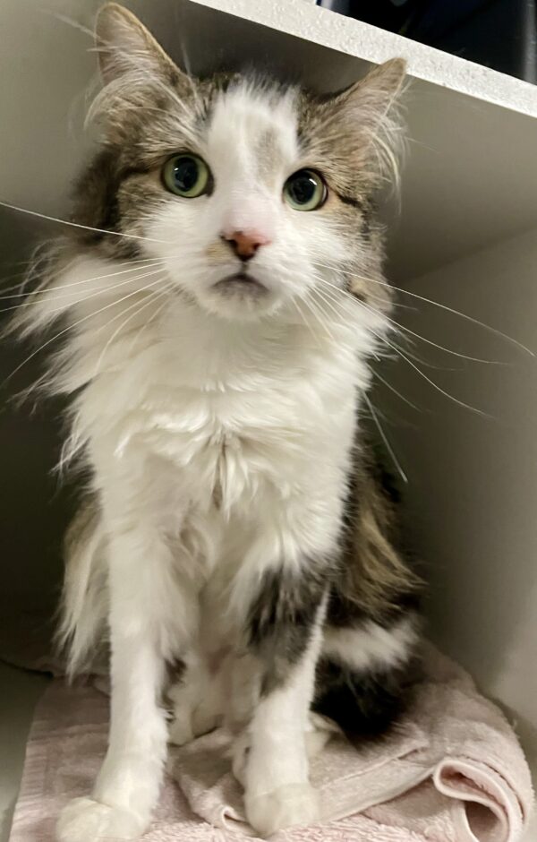 Polly - affectionate and resilient - Image 3