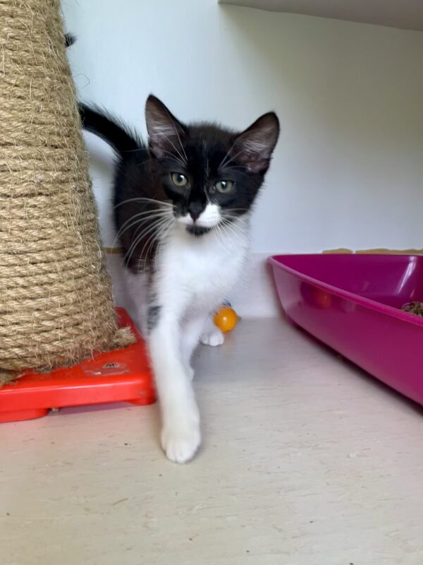 Sonny - adventurous and inquisitive kitten - Image 2