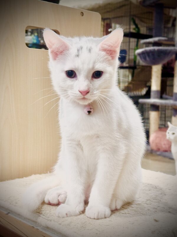Ace - charming and cheeky little boy