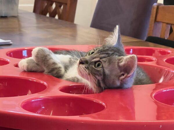 Ollie and Mowgli- super friendly people kittens - Image 4